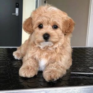 Pedigree Maltipoo puppies available 2 months old