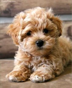 Pedigree Maltipoo puppies available 2 months old