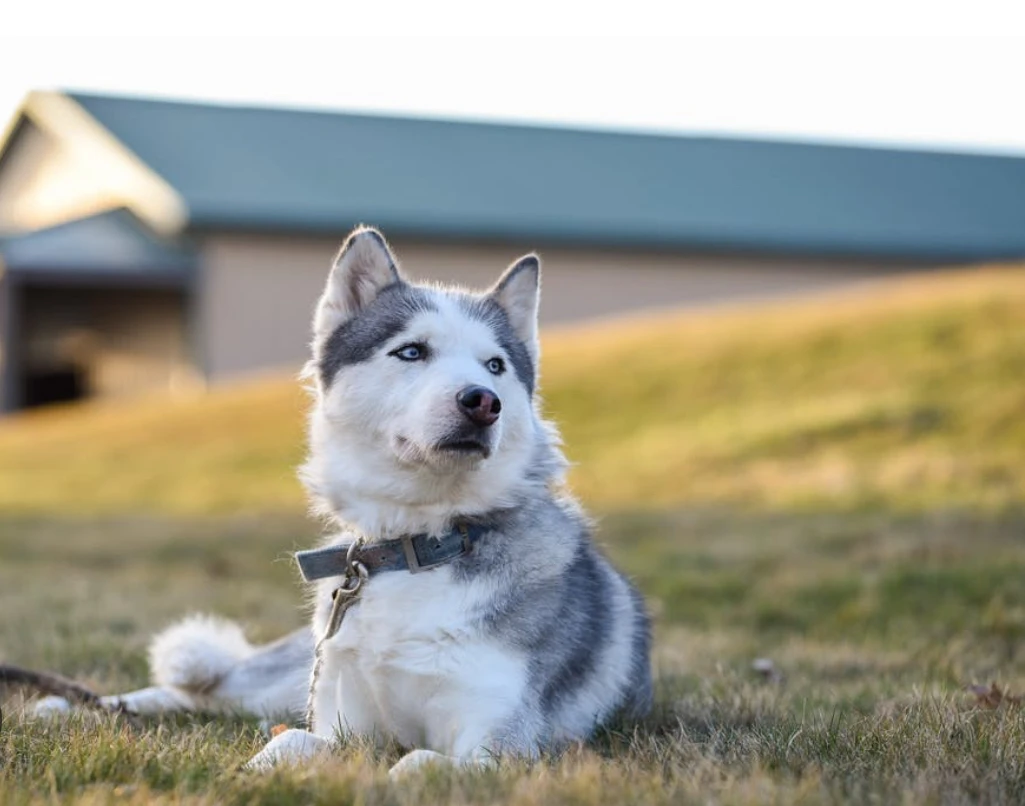 Husky dog
