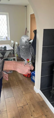 African Grey Parrot – 2 Years Old – Meet Star!